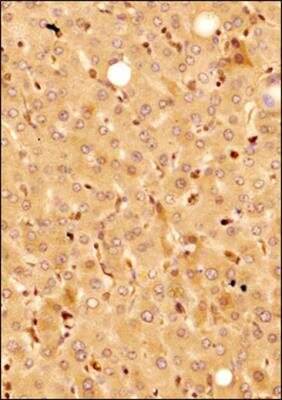 Immunohistochemistry-Paraffin: KLF15 Antibody [NBP2-24635]