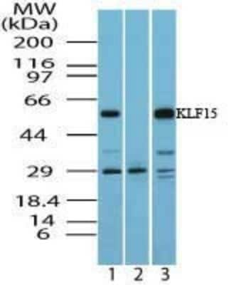 Western Blot: KLF15 Antibody [NBP2-24635]