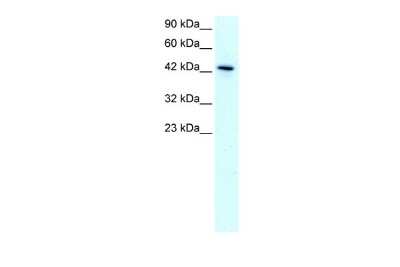 Western Blot: KLF15 Antibody [NBP2-84120]