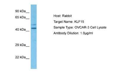 Western Blot: KLF15 Antibody [NBP2-84120]