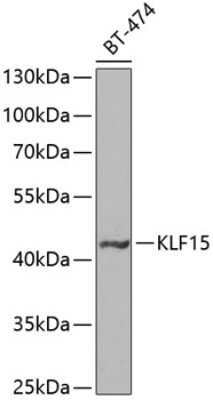 Western Blot: KLF15 AntibodyBSA Free [NBP3-04600]