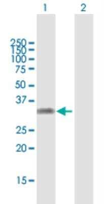 Western Blot: KLF16 Antibody [H00083855-B01P-50ug]