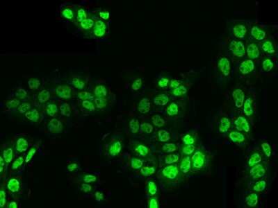 Immunocytochemistry/ Immunofluorescence: KLF17 Antibody [NBP2-99355]