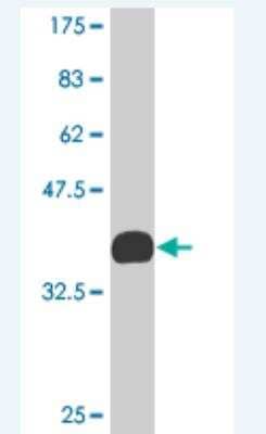 Western Blot: KLF2 Antibody (1D1) [H00010365-M08]