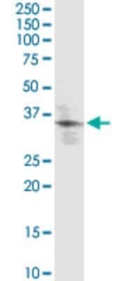 Western Blot: KLF2 Antibody (1D12) [H00010365-M09]