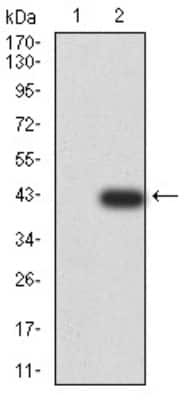 Western Blot: KLF2 Antibody (2F12A11)BSA Free [NBP2-61812]