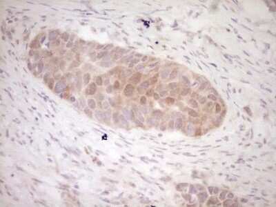 Immunohistochemistry-Paraffin: KLF2 Antibody (OTI3A10) [NBP2-45510]