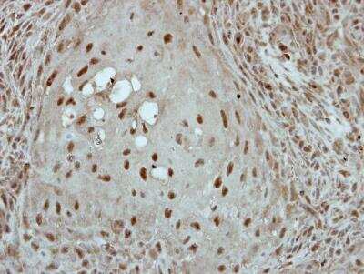 Immunohistochemistry-Paraffin: KLF3 Antibody [NBP2-15008]