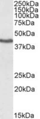 Western Blot: KLF3 Antibody [NB100-1018]