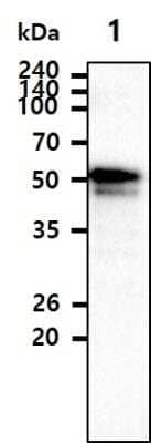 Western Blot: KLF4 Antibody (4E6)BSA Free [NBP1-21047]