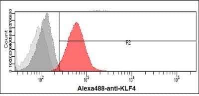 Western Blot: KLF4 Antibody (4E6)BSA Free [NBP1-21047]