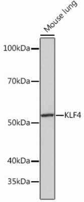 Western Blot: KLF4 Antibody (7B7U1) [NBP3-15469]