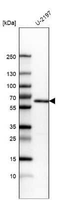 Western Blot: KLF4 Antibody (CL5782) [NBP2-61426]