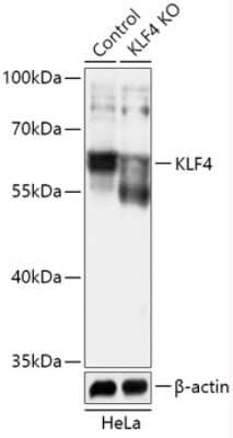 Knockout Validated: KLF4 Antibody - Azide and BSA Free [NBP3-03529]