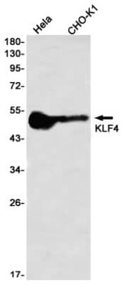 Western Blot: KLF4 Antibody (S03-2I8) [NBP3-19883]