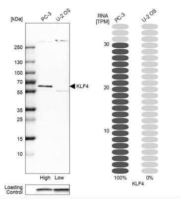 Western Blot: KLF4 Antibody [NBP1-83940]