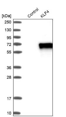 Western Blot: KLF4 Antibody [NBP1-83940]
