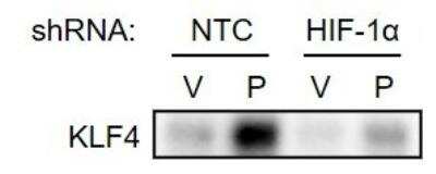Western Blot: KLF4 Antibody [NBP1-83940]
