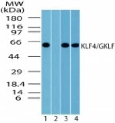 Western Blot: KLF4 Antibody [NBP2-24749]