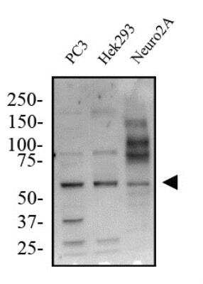 Western Blot: KLF4 Antibody [NBP2-24749]
