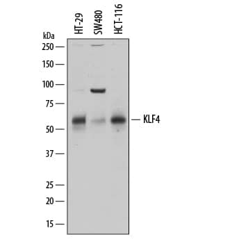 Detection of Human KLF4 antibody by Western Blot.