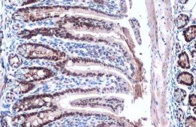 Immunohistochemistry-Paraffin: KLF5 Antibody [NBP1-32245]