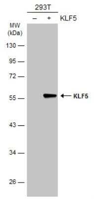 Western Blot: KLF5 Antibody [NBP1-32245]