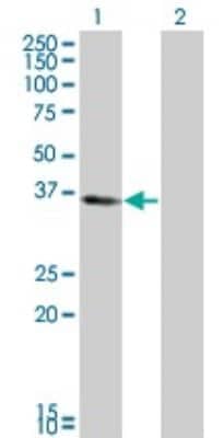 Western Blot: KLF6 Antibody (1A9) [H00001316-M01]