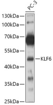 Western Blot: KLF6 AntibodyBSA Free [NBP3-05013]