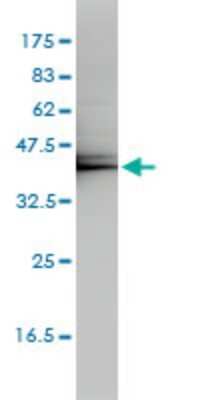 Western Blot: KLF7 Antibody (3E8-B8) [H00008609-M01]
