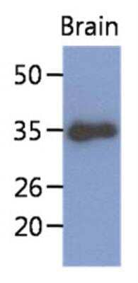 Western Blot: KLF7 Antibody (3G3)BSA Free [NBP2-42626]