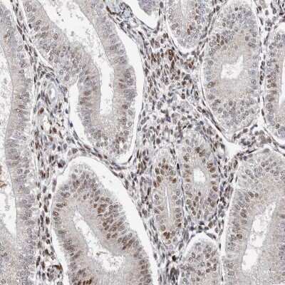 Immunohistochemistry-Paraffin: KLF7 Antibody [NBP1-80638]