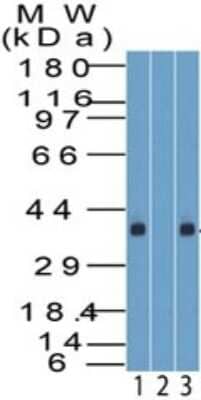 Western Blot: KLF8 Antibody [NBP2-27418]