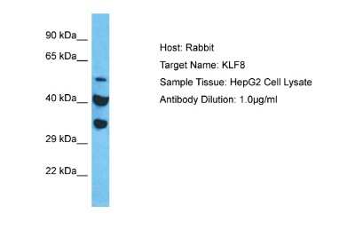Western Blot: KLF8 Antibody [NBP2-87697]