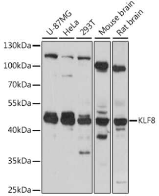 Western Blot: KLF8 AntibodyAzide and BSA Free [NBP3-04846]