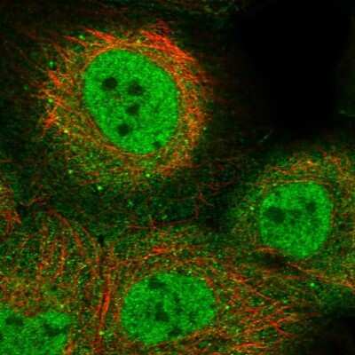 Immunocytochemistry/ Immunofluorescence: KLF9 Antibody [NBP1-88507]