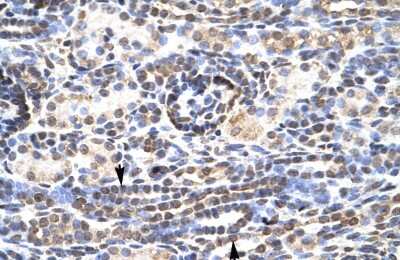 Immunohistochemistry-Paraffin: KLF9 Antibody [NBP3-10899]