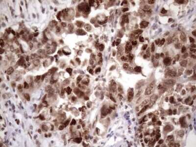 Immunohistochemistry: KLF9 Antibody (OTI8A11) - Azide and BSA Free [NBP2-70285]