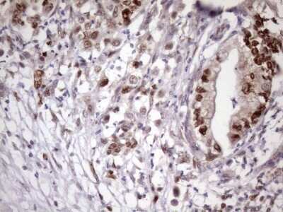 Immunohistochemistry: KLF9 Antibody (OTI8A11) - Azide and BSA Free [NBP2-70285]