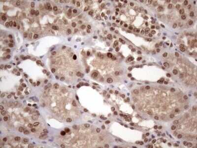 Immunohistochemistry: KLF9 Antibody (OTI8A11) - Azide and BSA Free [NBP2-70285]