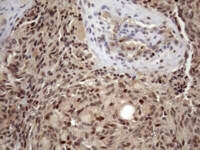 Immunohistochemistry: KLF9 Antibody (OTI8A11) - Azide and BSA Free [NBP2-70285]
