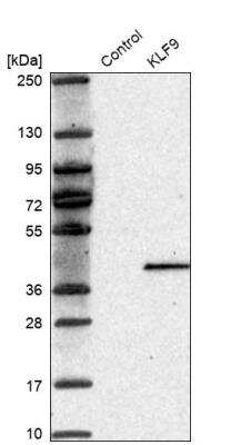 Western Blot: KLF9 Antibody [NBP1-88507]