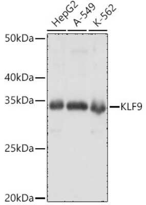 Western Blot: KLF9 AntibodyAzide and BSA Free [NBP3-04457]