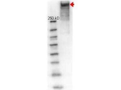 Western Blot: KLH Antibody [NB120-7054]