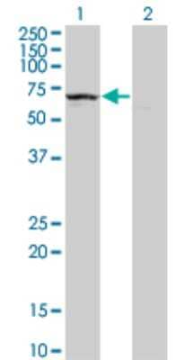 Western Blot: KLHDC4 Antibody (4G11) [H00054758-M02]