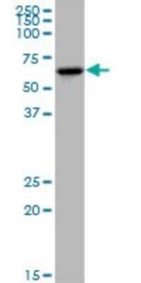 Western Blot: KLHDC4 Antibody [H00054758-B01P]