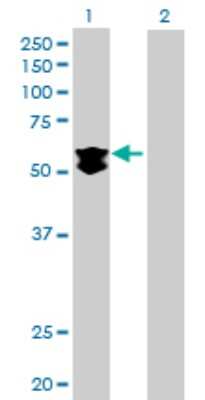 Western Blot: KLHDC4 Antibody [H00054758-B01P]
