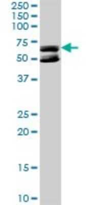 Western Blot: KLHDC4 Antibody [H00054758-D01P]