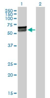 Western Blot: KLHDC4 Antibody [H00054758-D01P]