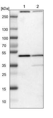 Western Blot: KLHDC8B Antibody [NBP1-82703]